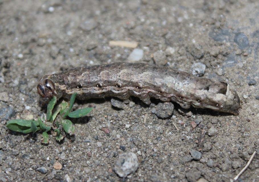 Noctua comes - kis sárgafűbagoly