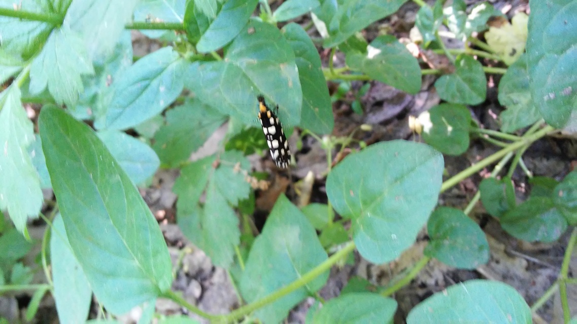 Euplocamus anthracinalis - fésűscsápú korhadékmoly