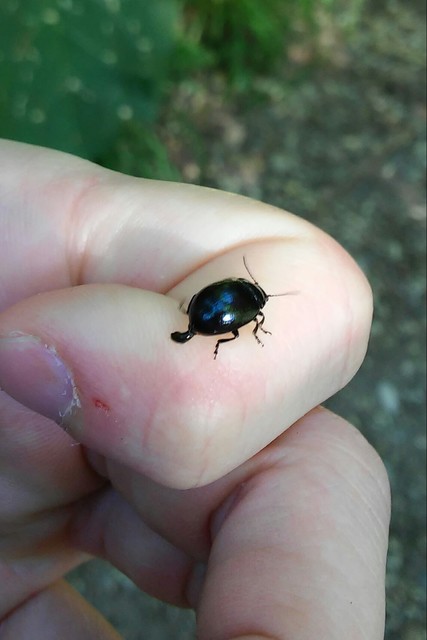 Chrysolina oricalcia - bronzos levélbogár