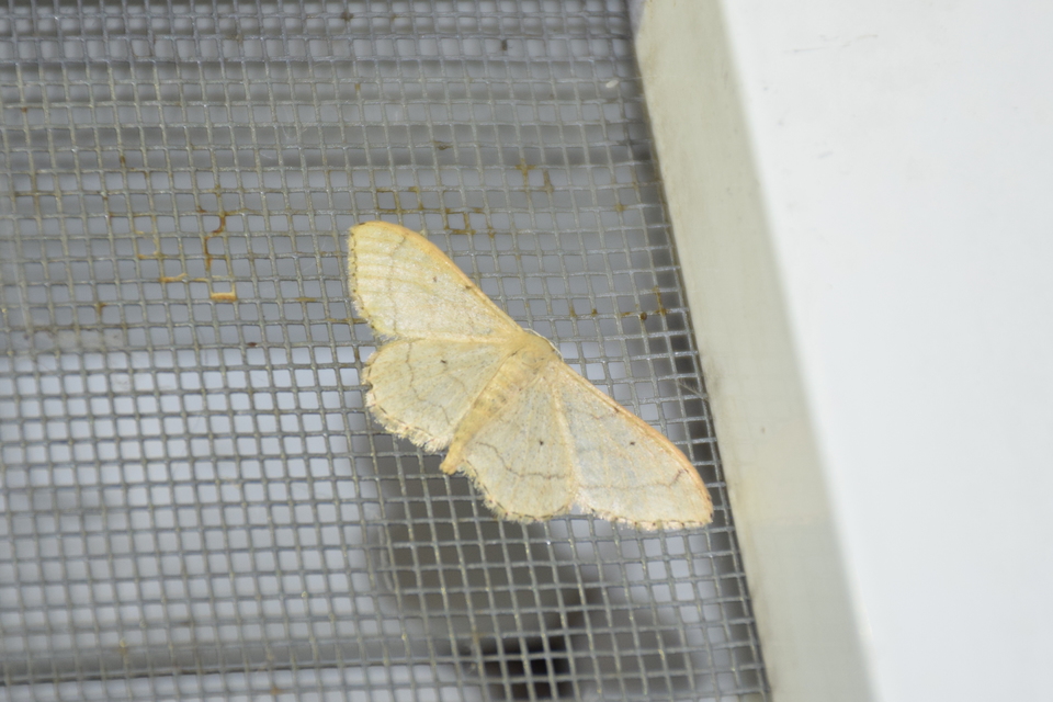 Idaea aversata - nagy sávosaraszoló