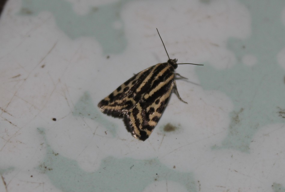 Emmelia trabealis - zebrabagoly