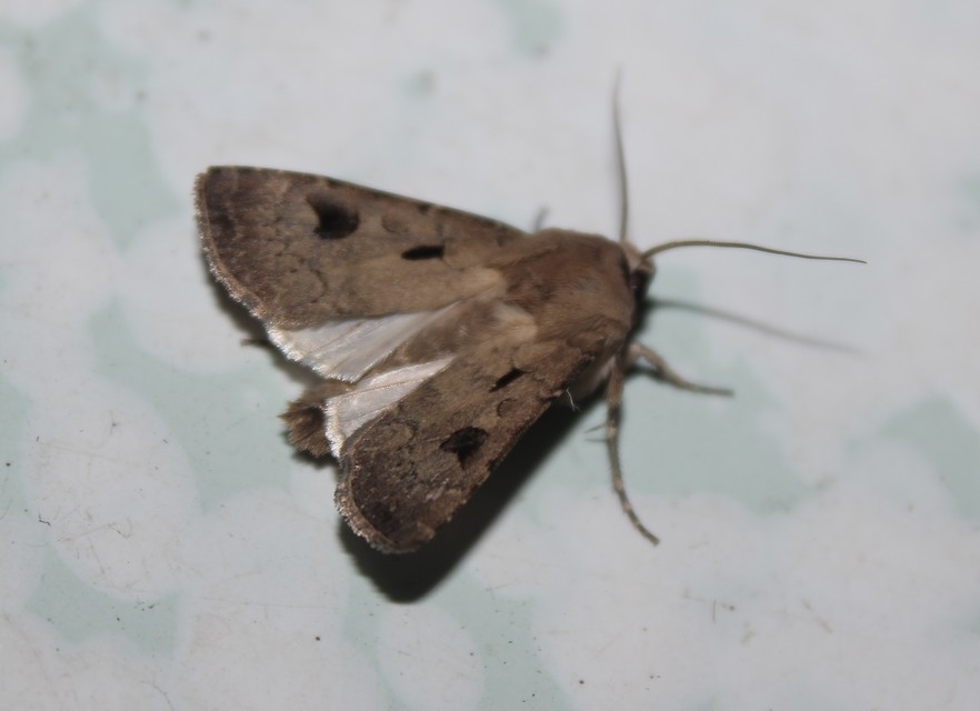 Agrotis exclamationis - felkiáltójeles földibagoly