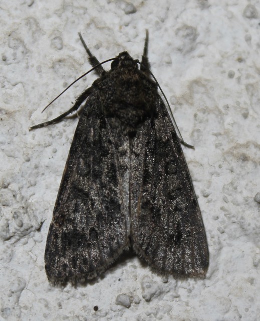 Acronicta euphorbiae - kutyatej-szigonyosbagoly