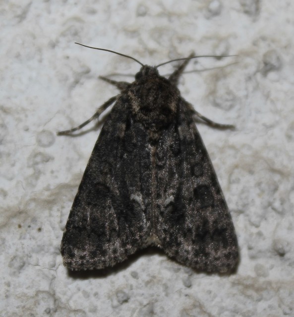 Acronicta rumicis - sóska-szigonyosbagoly