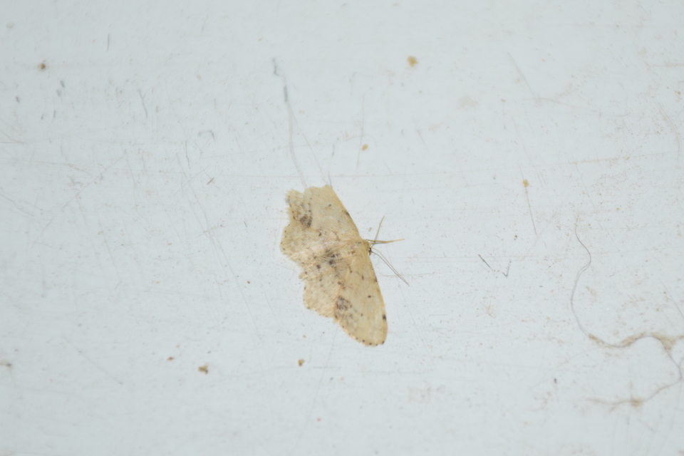 Idaea dimidiata - gyakori apróaraszoló