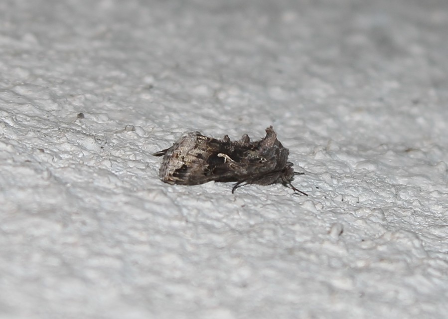 Autographa gamma - gammalepke