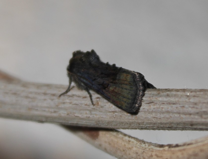 Oligia strigilis/latruncula/versicolor