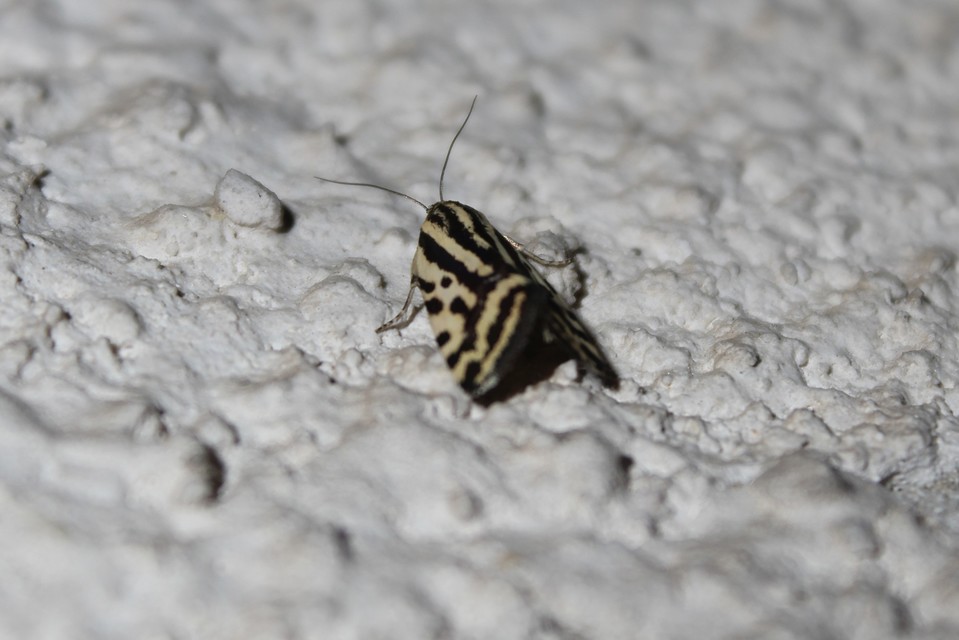 Emmelia trabealis - zebrabagoly