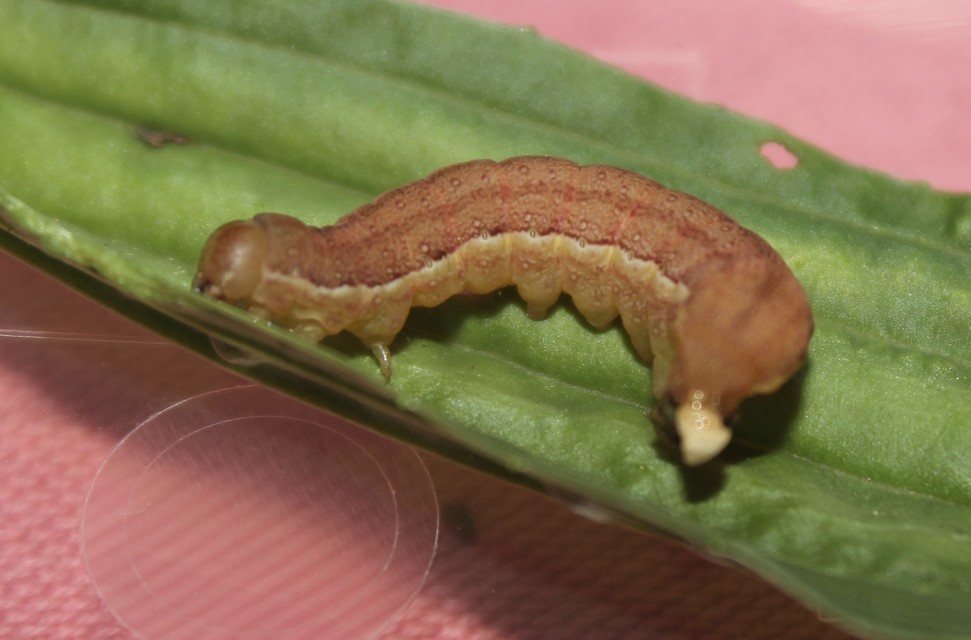 Anchoscelis litura - tarka őszibagoly