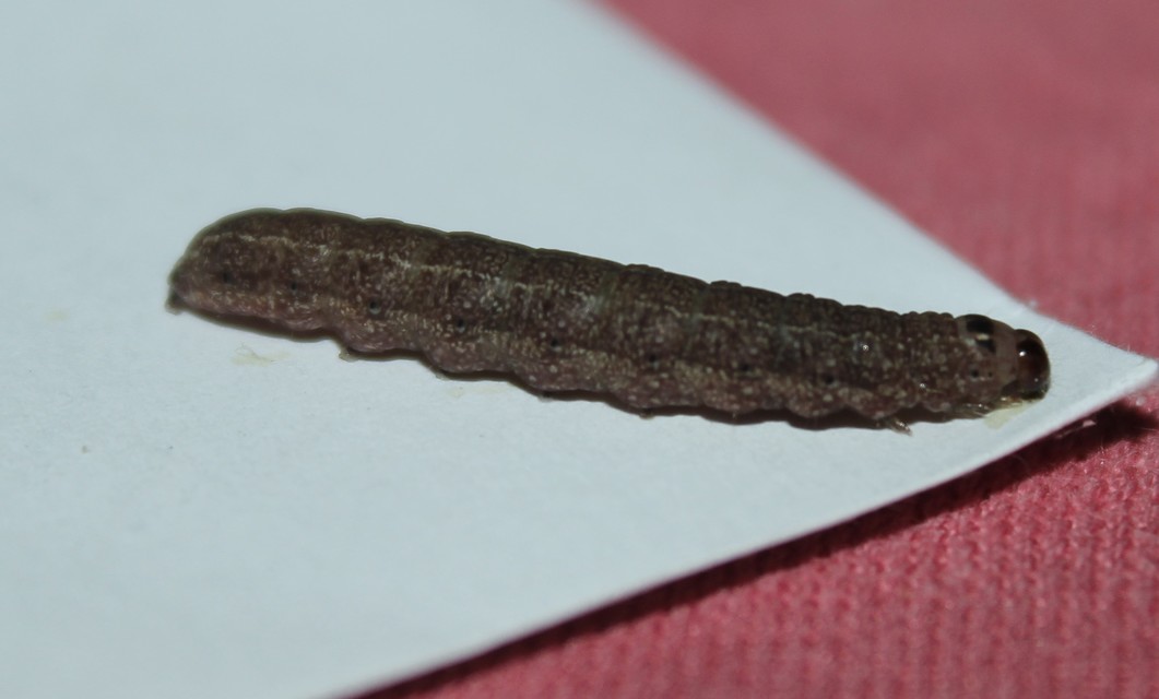 Conistra
