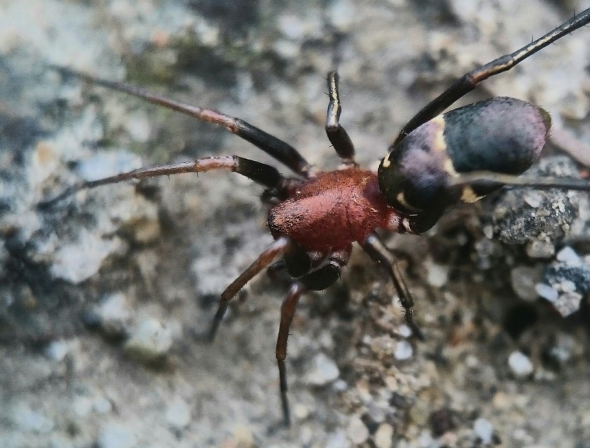 Micaria formicaria