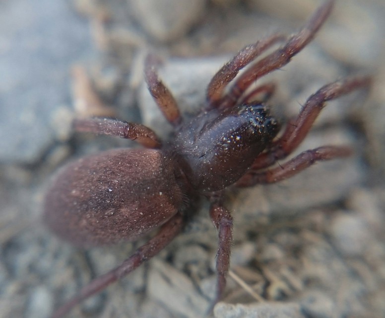 Haplodrassus signifer - patkós kövipók