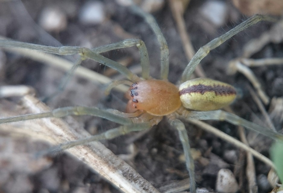 Cheiracanthium pennyi