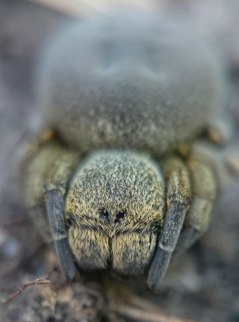 Eresus moravicus - sárgafejű bikapók Eresus moravicus - sárgafejű bikapók