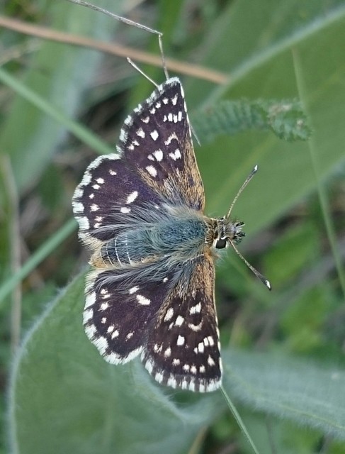 Spialia orbifer - törpe busalepke