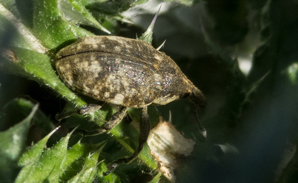 Larinus