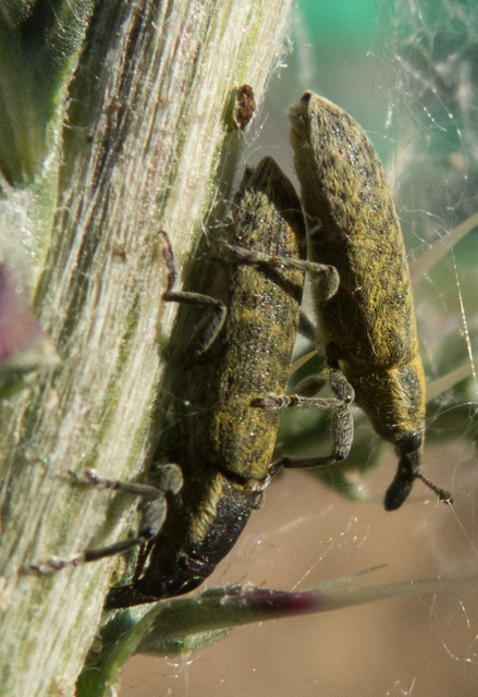 Lixus cardui - bogáncsfúró dudvabarkó