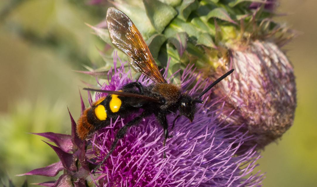 Megascolia maculata - óriás-tőrösdarázs