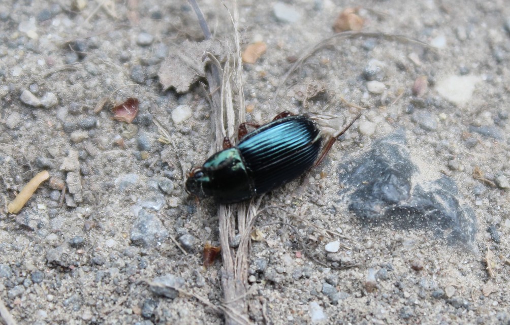 Amara saphyrea - azúrkék közfutó Amara saphyrea - azúrkék közfutó