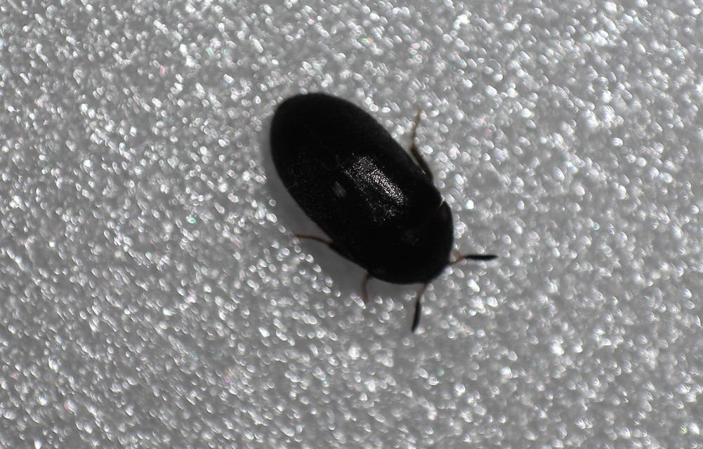 Attagenus pellio - közönséges szűcsbogár