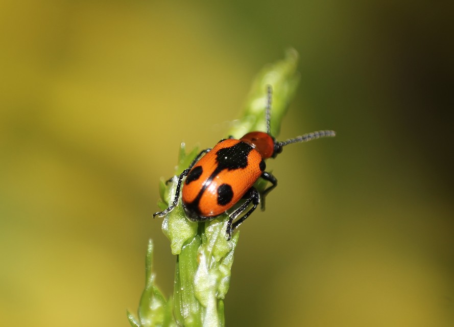 Crioceris quinquepunctata - ötpontos spárgabogár
