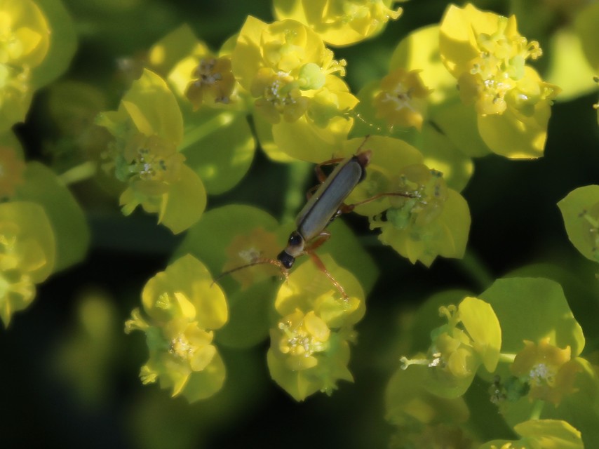 Metacantharis clypeata - tavaszi lágybogár