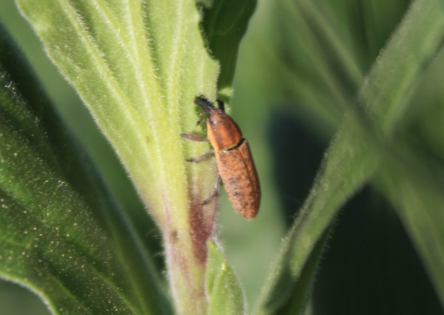Lixus brevipes - vaskosorrú dudvabarkó