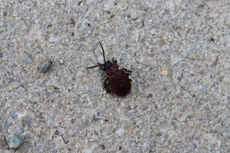 Galeruca