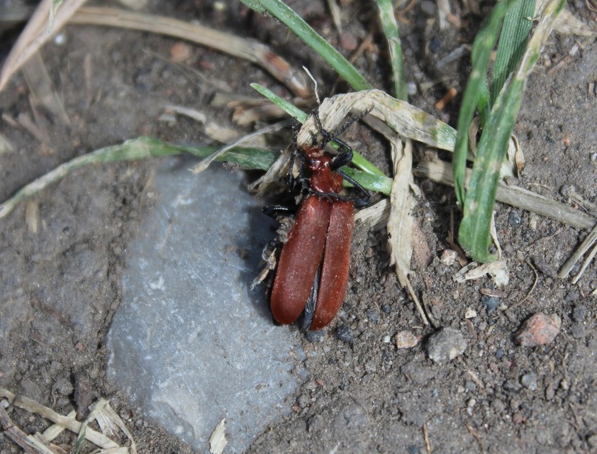 Pyrochroa serraticornis - közép-bíborbogár