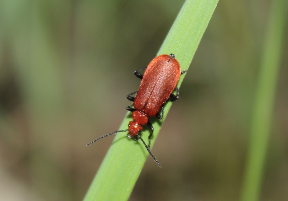 Pyrochroa serraticornis - közép-bíborbogár
