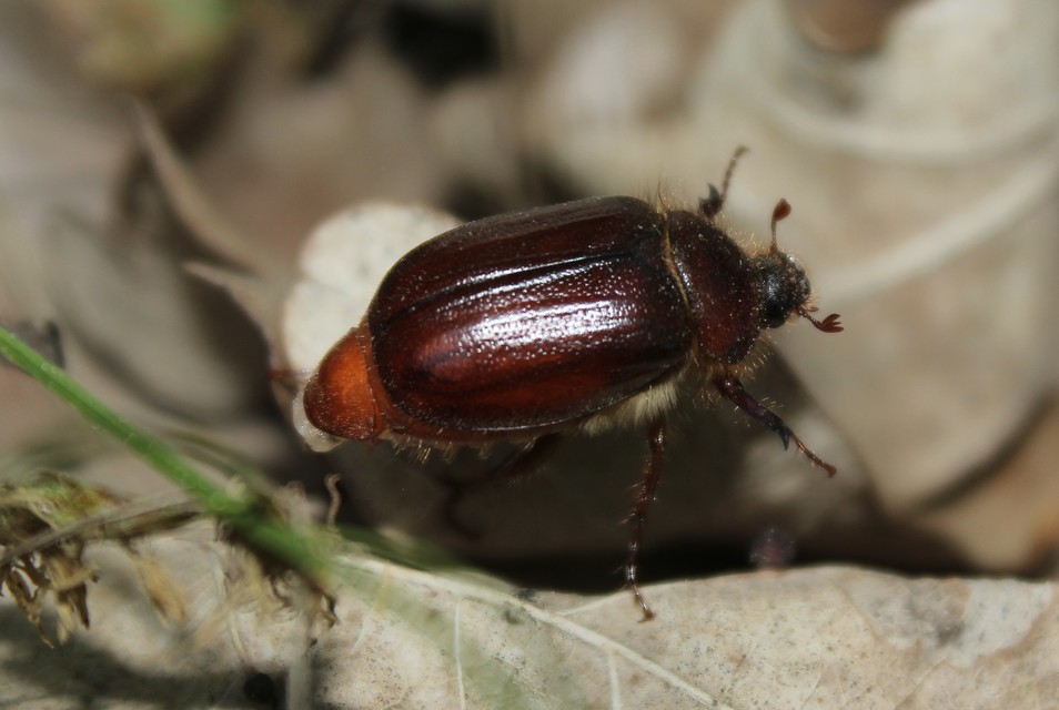 Holochelus aequinoctialis - tavaszeleji cserebogár
