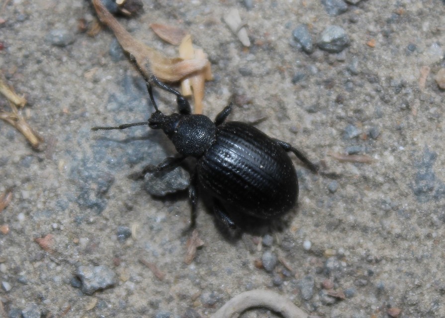 Otiorhynchus catenulatus - gyászos gyalogormányos