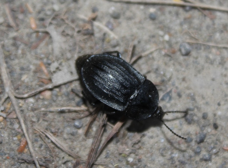 Phosphuga atrata - bordás csigarabló