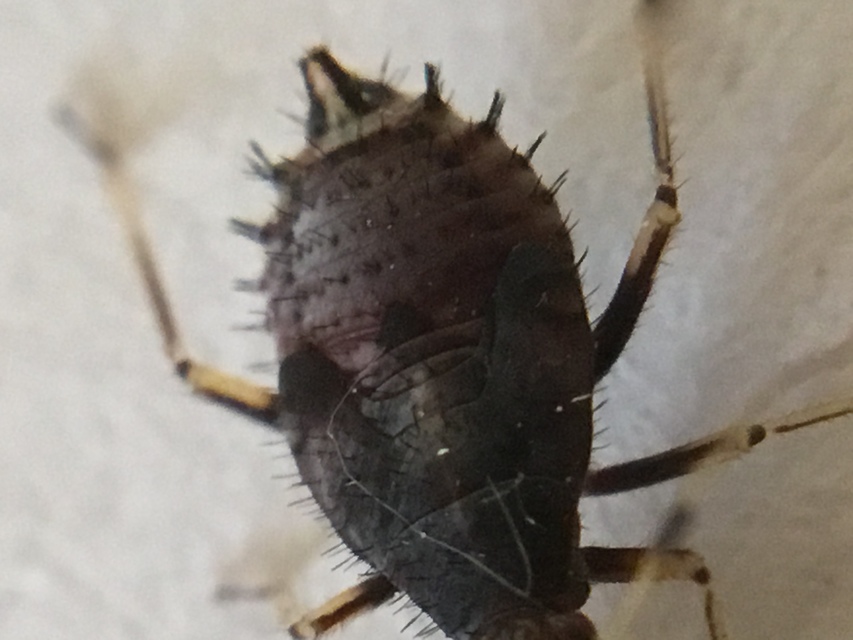Deraeocoris ruber - vöröses mezeipoloska