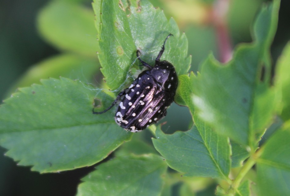 Oxythyrea funesta - sokpettyes virágbogár