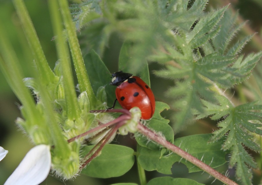 Coccinella septempunctata - hétpettyes katica