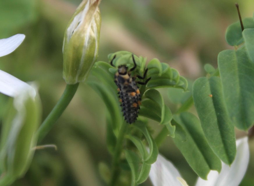 Coccinella septempunctata - hétpettyes katica