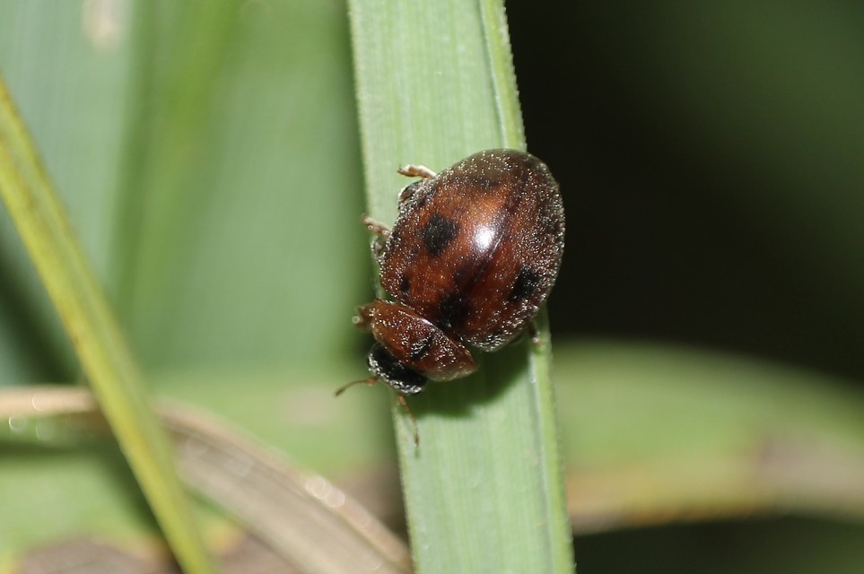 Cynegetis impunctata - pázsitfűböde