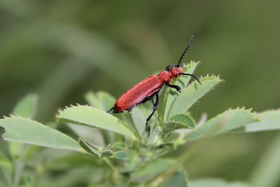 Pyrochroa serraticornis - közép-bíborbogár