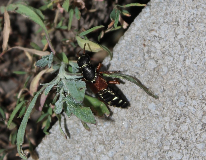 Staphylinus caesareus - aranysujtásos holyva