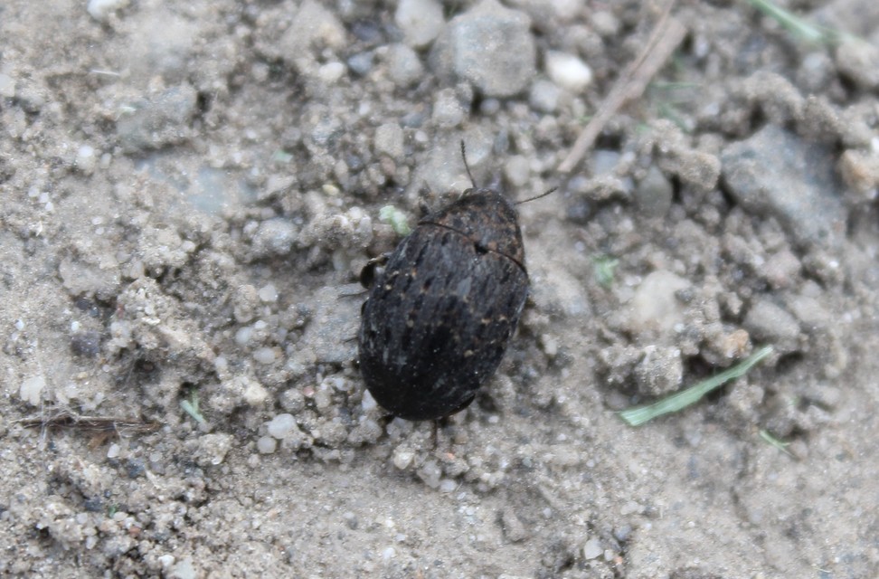 Byrrhus pilula - közönséges labdacsbogár