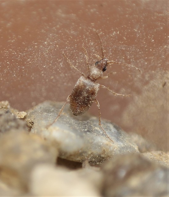 Mecynotarsus serricornis - kis nyakszarvúbogár