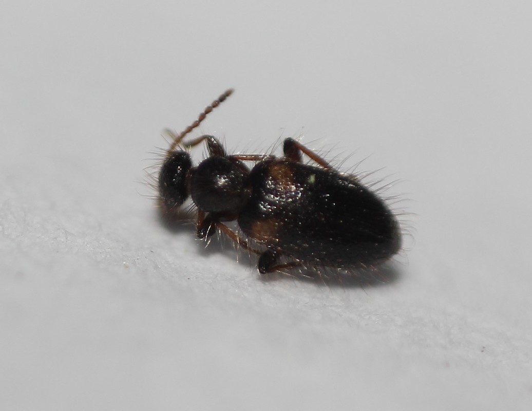 Hirticollis hispidus - szőrös fürgebogár