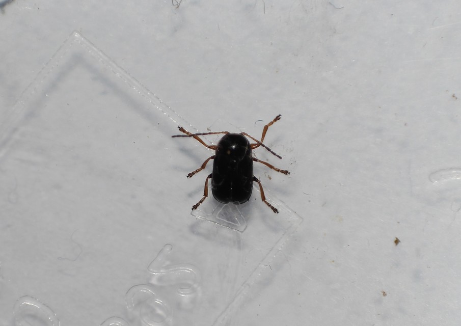 Cryptocephalus