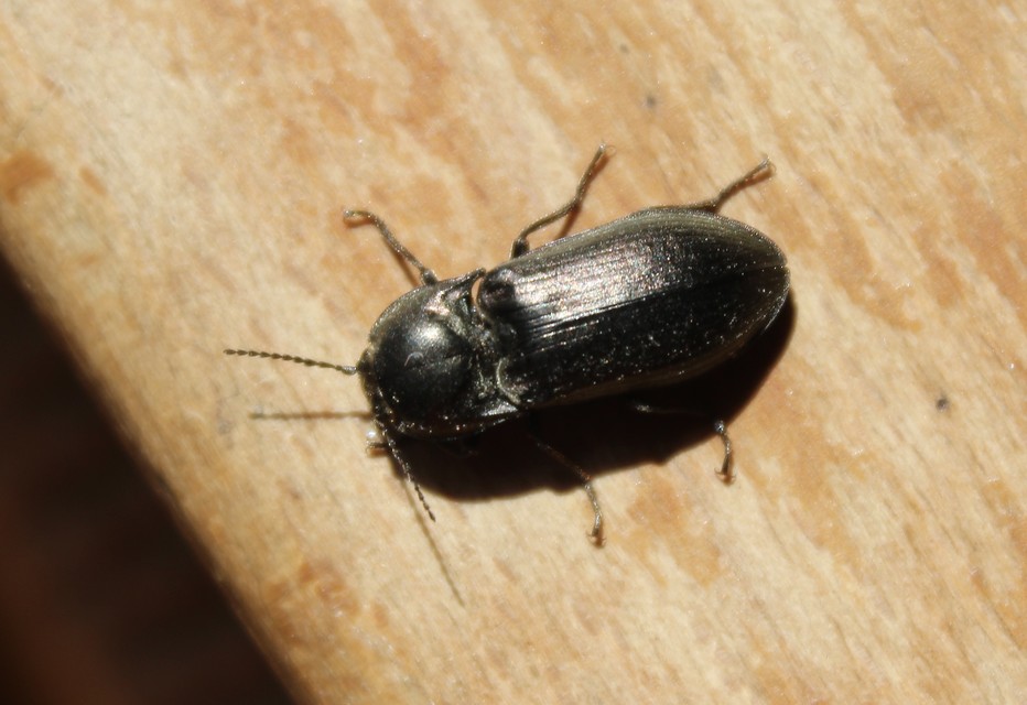 Selatosomus latus - széles pattanó