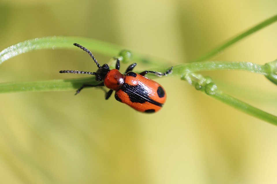 Crioceris quinquepunctata - ötpontos spárgabogár