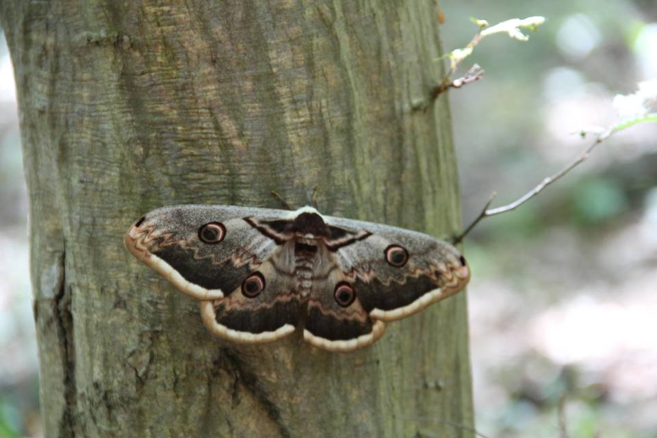 Saturnia pyri - nagy pávaszem
