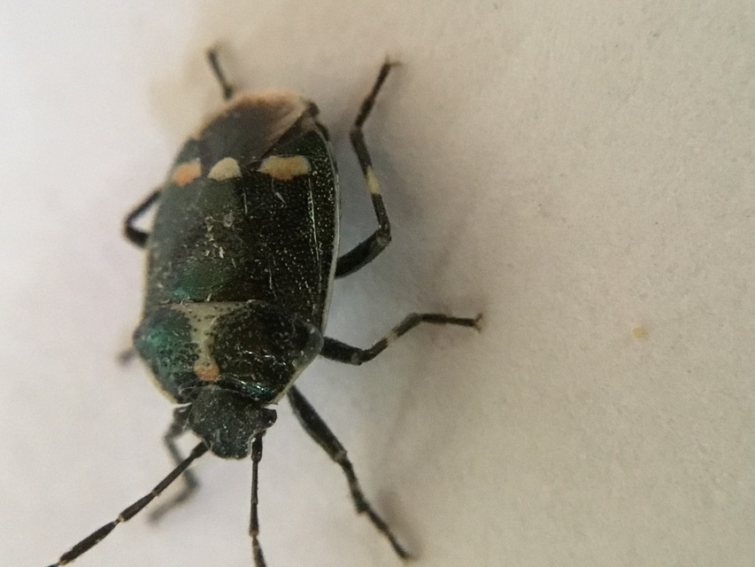 Eurydema oleracea - paréjpoloska Eurydema oleracea - paréjpoloska