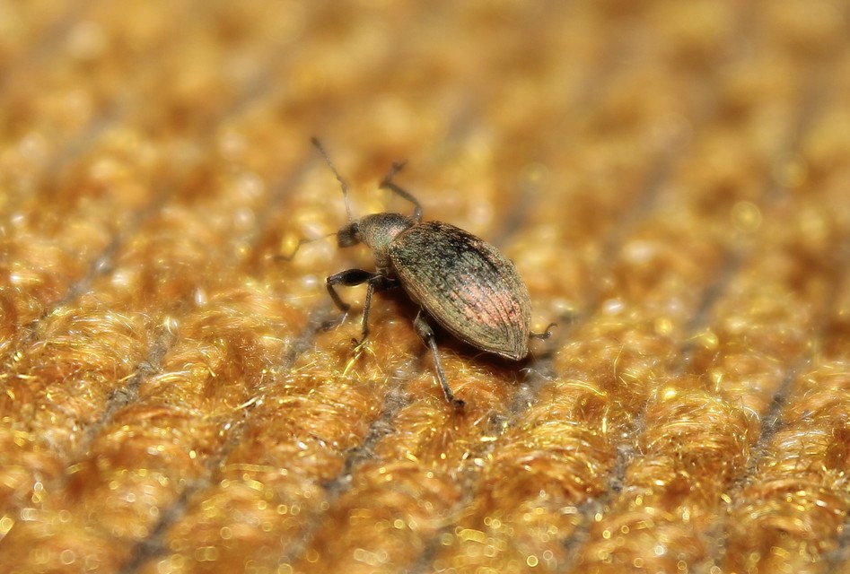 Phyllobius Phyllobius