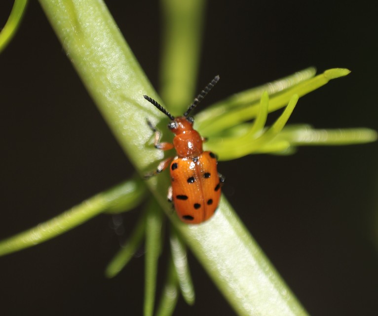 Crioceris duodecimpunctata - tizenkétpontos spárgabogár
